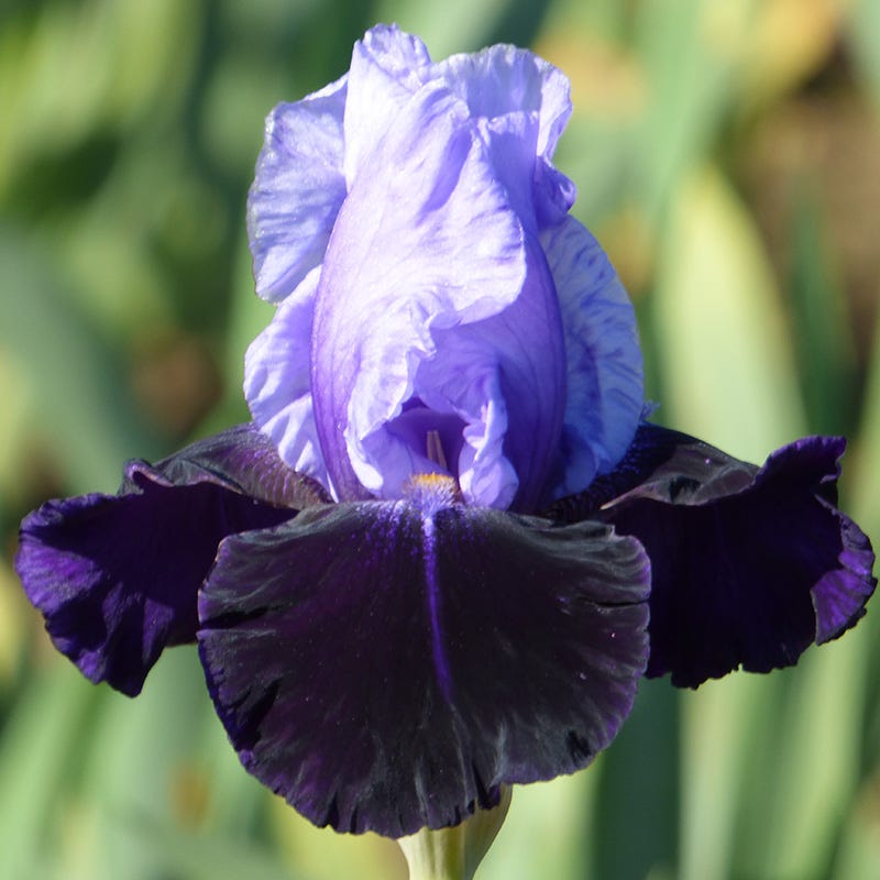 Alpenglow Bearded Iris Collection
