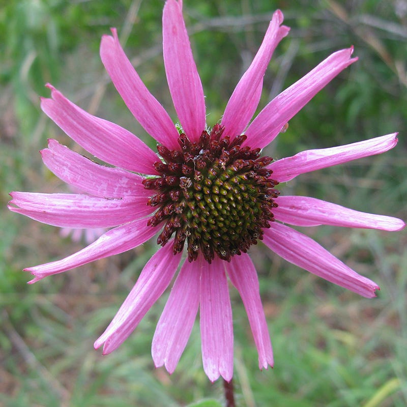 Echinacea tennessensis 'Rocky Top' - Thumbnail 4