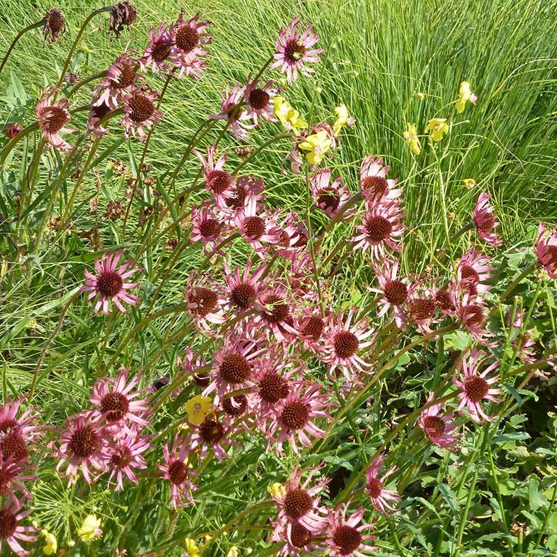 echinacea tennesseensis seeds Tennessee Echinacea