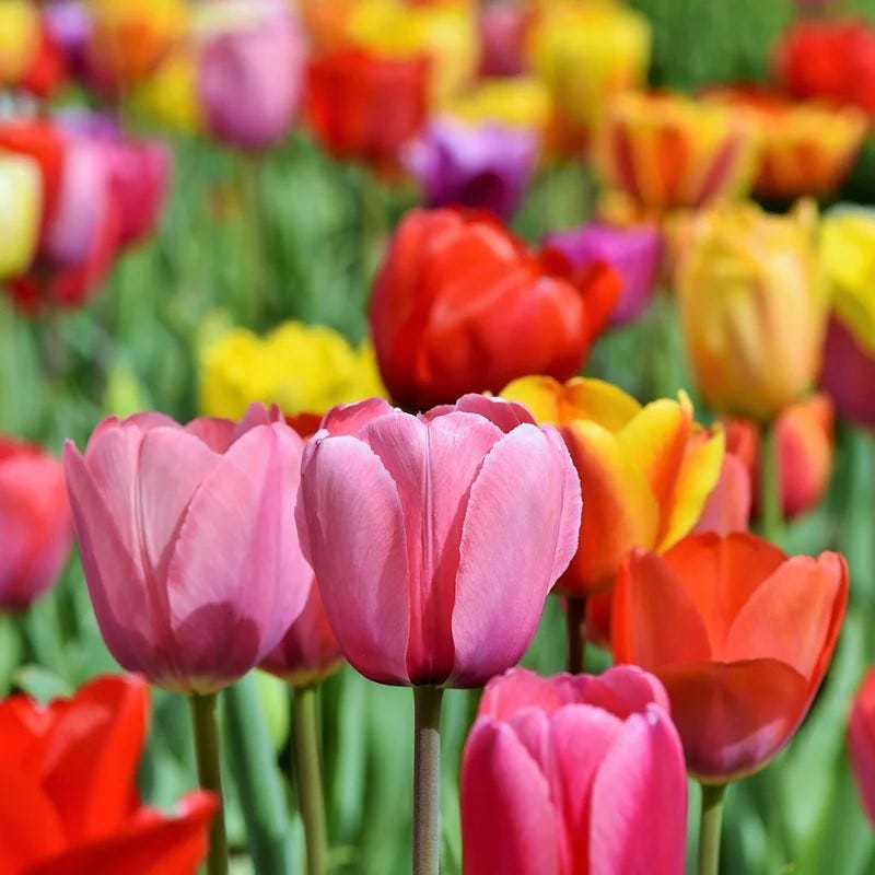 Tulipani Praestans Zwannenburg – 25 Bulbi Autunnali – Fiore Doppio Precoce Rosso – Altezza 20 Cm