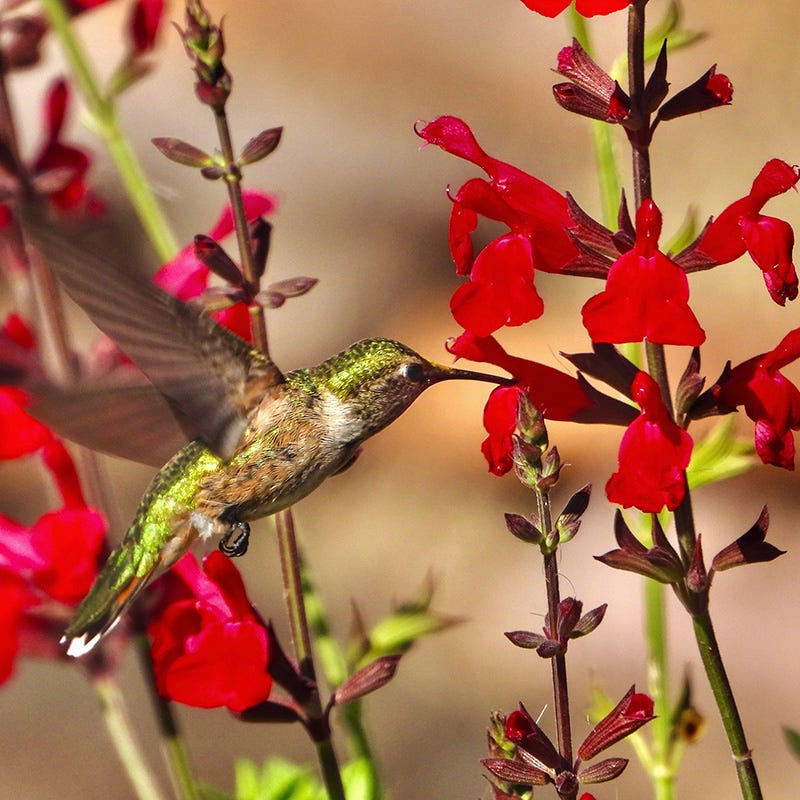 Furman's Red Texas Sage, Salvia greggii | Hummingbird Favorite