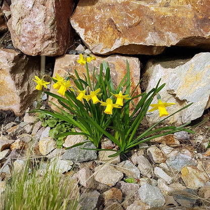 Tete-a-Tete Miniature Daffodil
