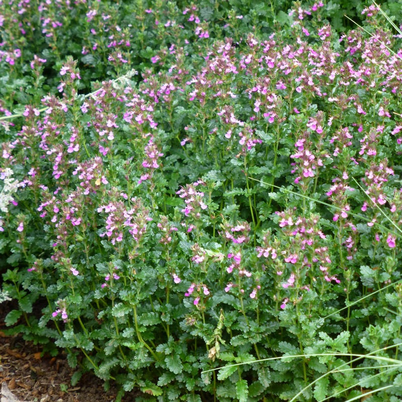 Compact Creeping Germander (Teucrium)