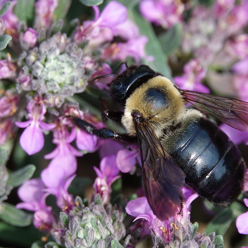 Gray Creeping Germander (Teucrium)