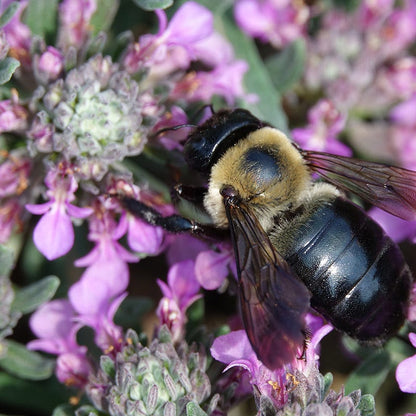 Gray Creeping Germander (Teucrium)