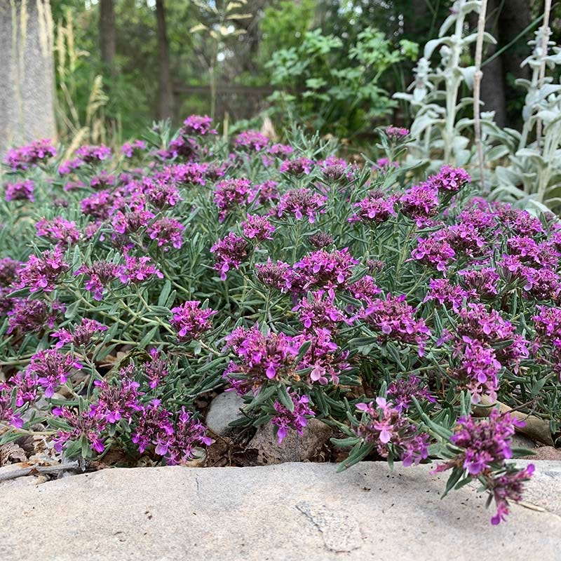 High Country Gardens Creeping Germander