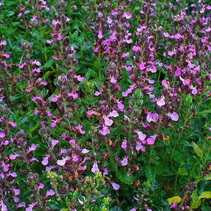 Pink Germander (Teucrium)