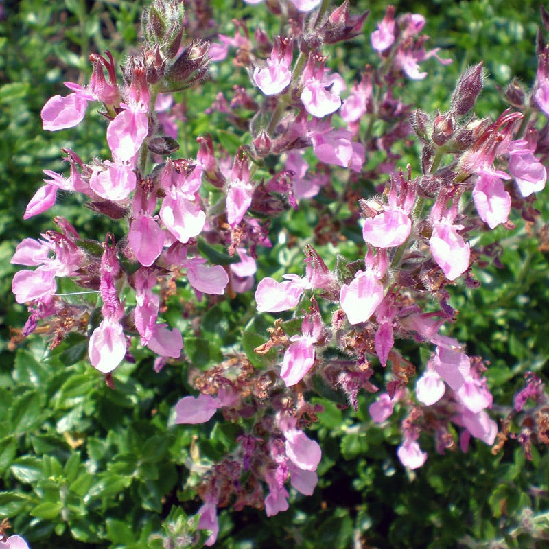 Pink Germander (Teucrium)