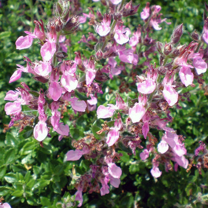 Pink Germander (Teucrium)