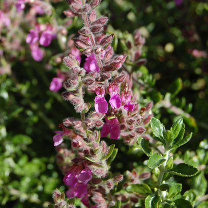 Pink Germander (Teucrium)