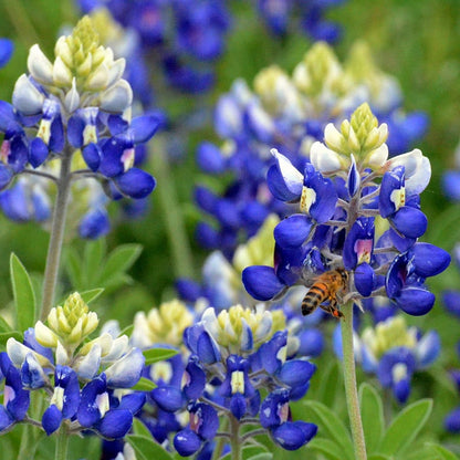 texas flower seeds Texas Bluebonnet Seeds, Lupinus texensis