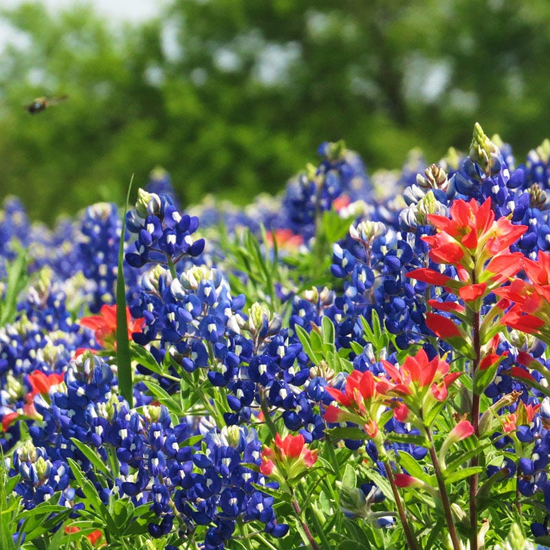 texas bluebonnet flower seeds Texas Bluebonnet Seeds, Lupinus texensis