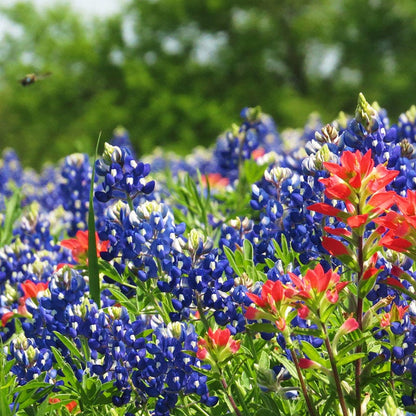 bluebonnet seeds from flower Texas Bluebonnet Seeds, Lupinus texensis