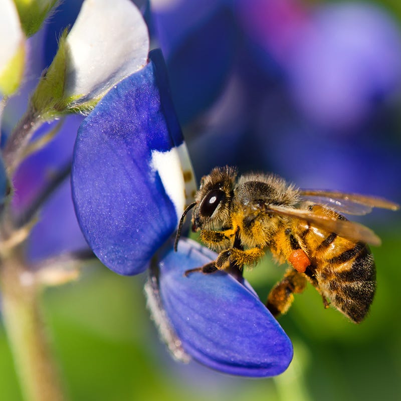 texas bluebonnet flower seeds Texas Bluebonnet Seeds, Lupinus texensis
