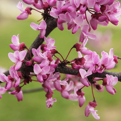 Texas Redbud (Cercis)