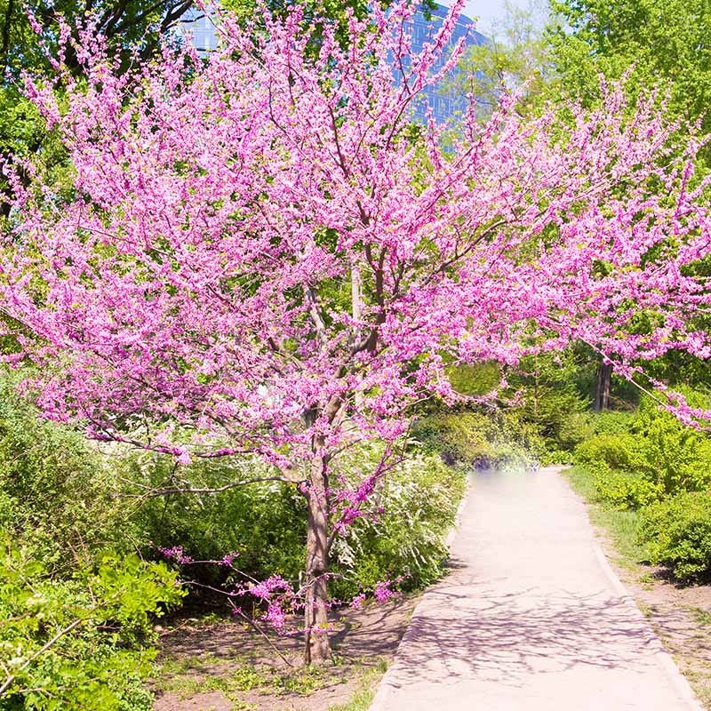 Texas Redbud (Cercis)