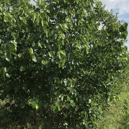 Texas Redbud (Cercis)