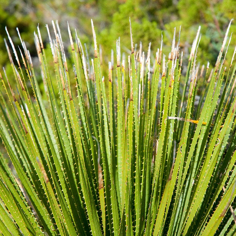 Texas Sotol (Dasylirion) - Thumbnail 2