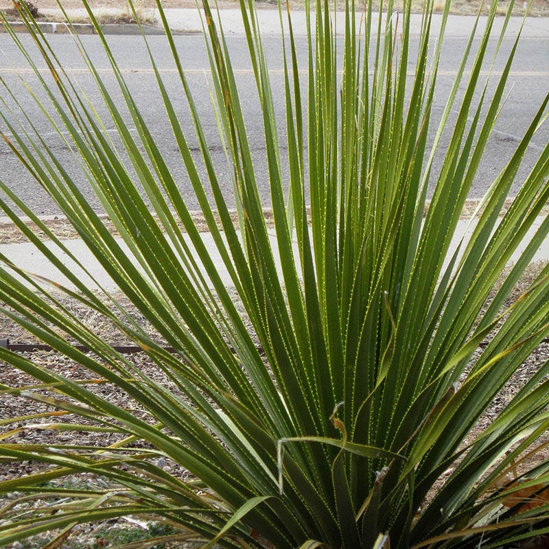 Texas Sotol (Dasylirion)