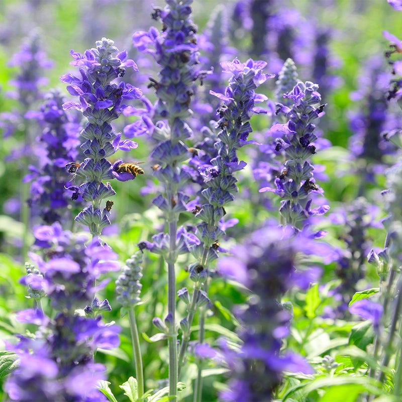 Texas Violet Salvia - Thumbnail 2