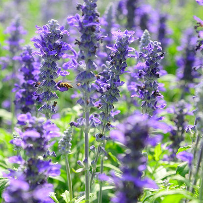Texas Violet Salvia