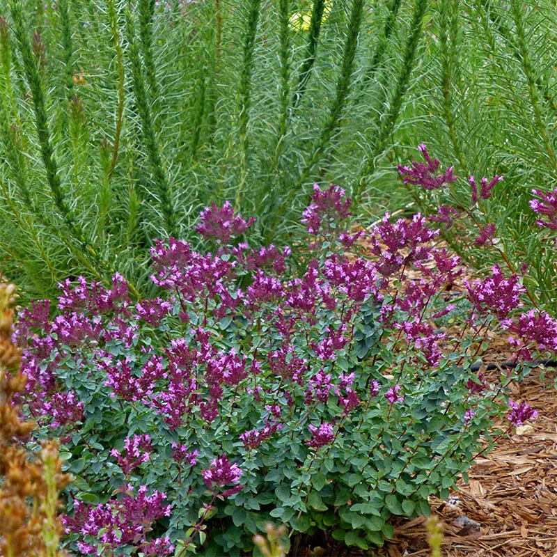 Thanksgiving Ornamental Oregano