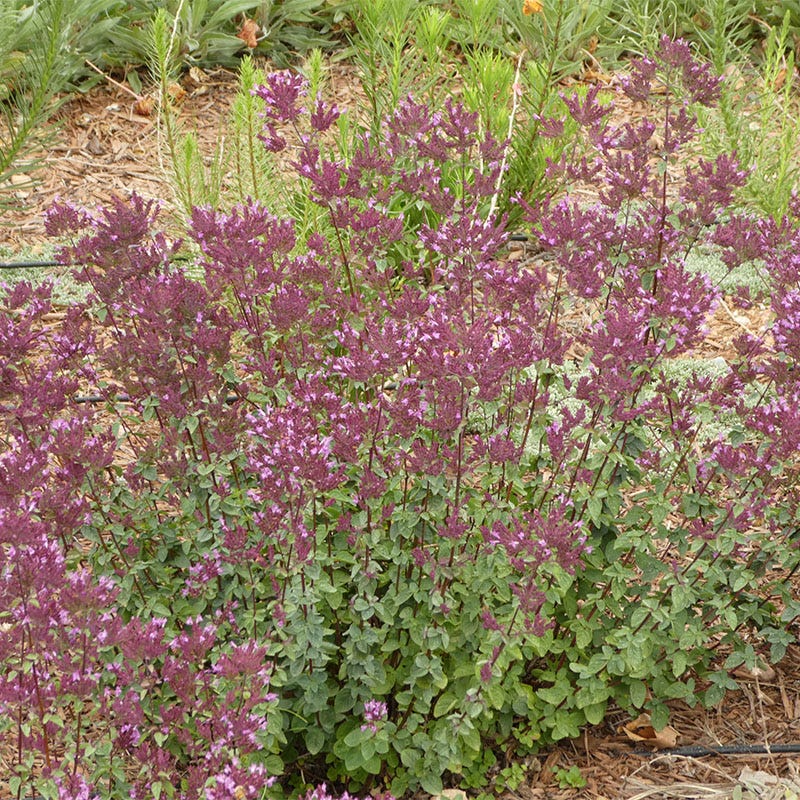 Thanksgiving Ornamental Oregano