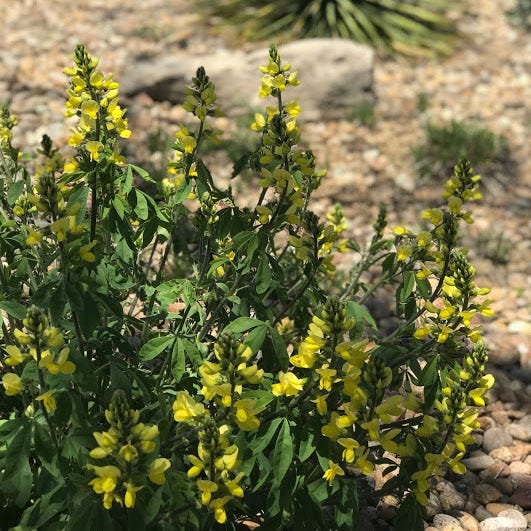 High Country Gardens Thermopsis lupinoides - Thumbnail 4