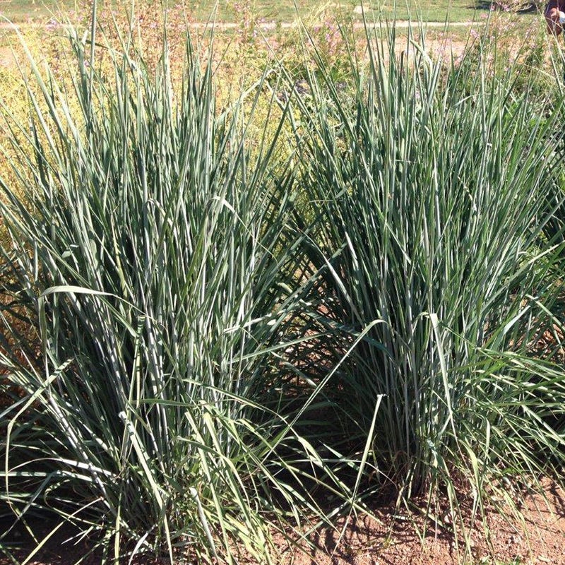 Thin Man Golden Prairie Grass