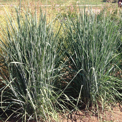 Thin Man Golden Prairie Grass