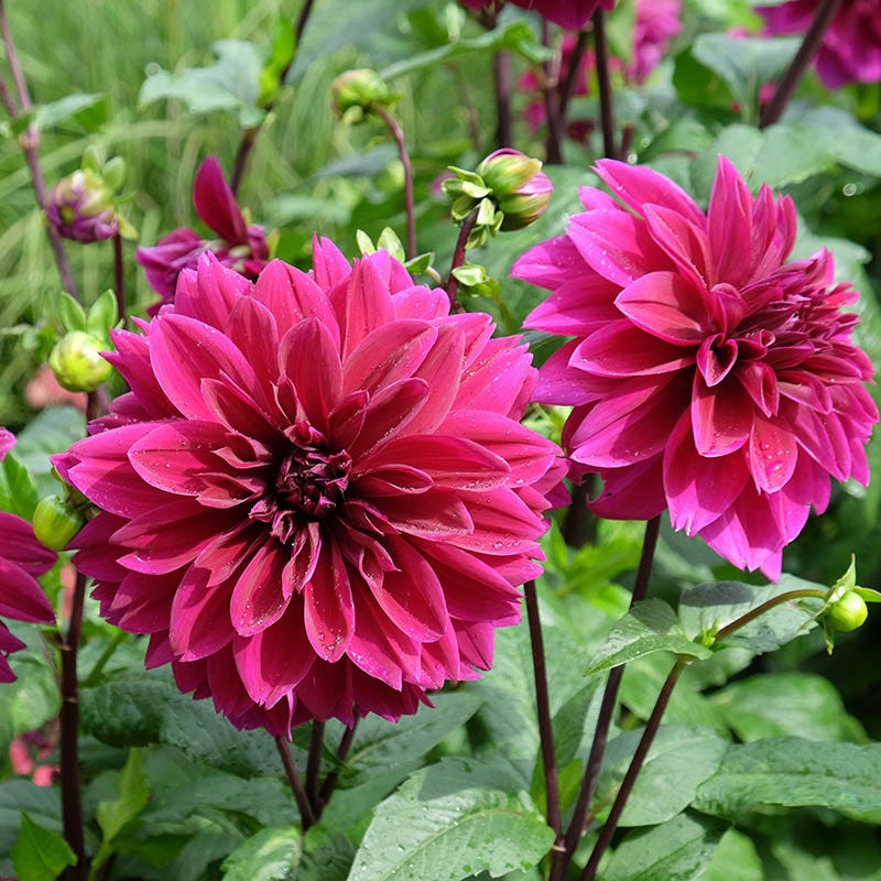 dinnerplate dahlia seeds Thomas Edison Dinnerplate Dahlia Bulbs