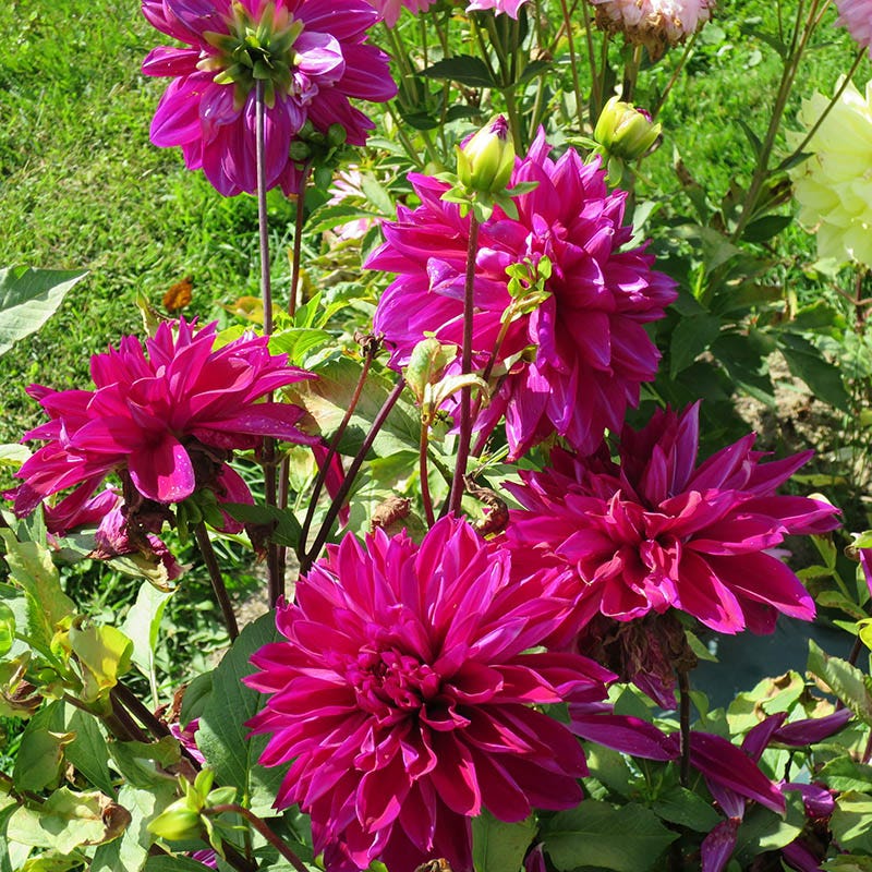 dinner plate dahlia seeds for sale Thomas Edison Dinnerplate Dahlia Bulbs