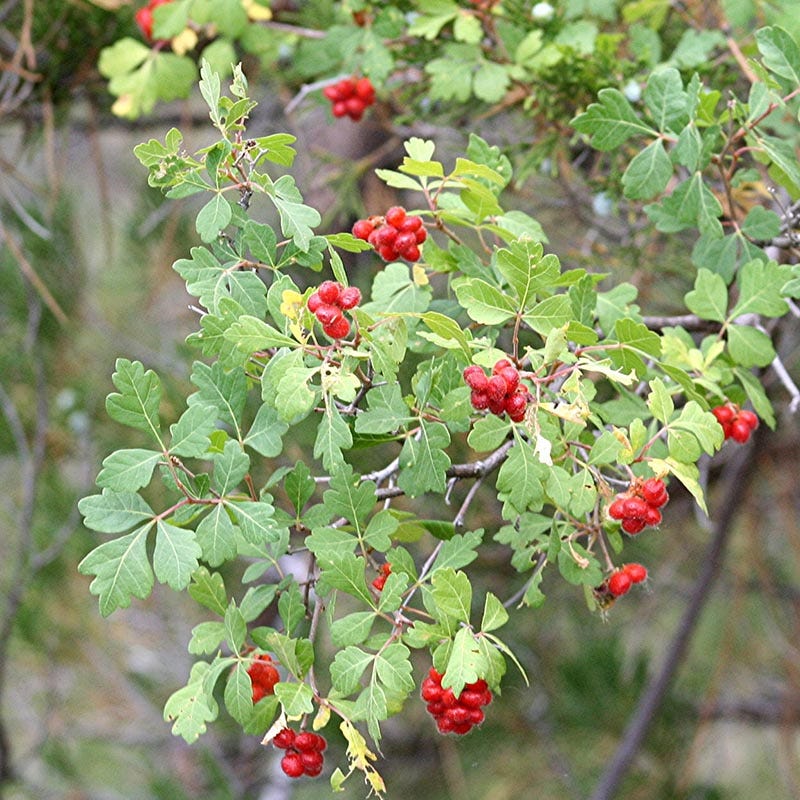 Three-Leaf Sumac (Rhus)
