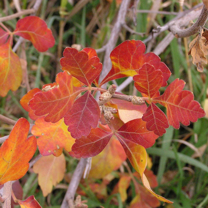 Three-Leaf Sumac (Rhus trilobata)