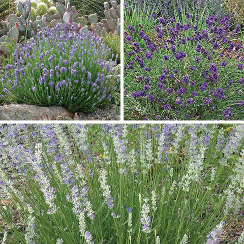rare lavender plants Three Tier Lavender Collection, Lavandula