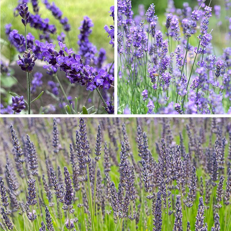 Three Tier Lavender Collection