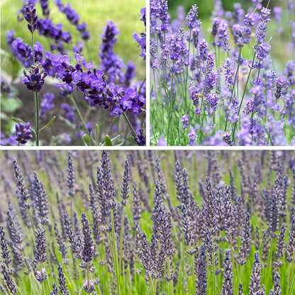 Three Tier Lavender Collection