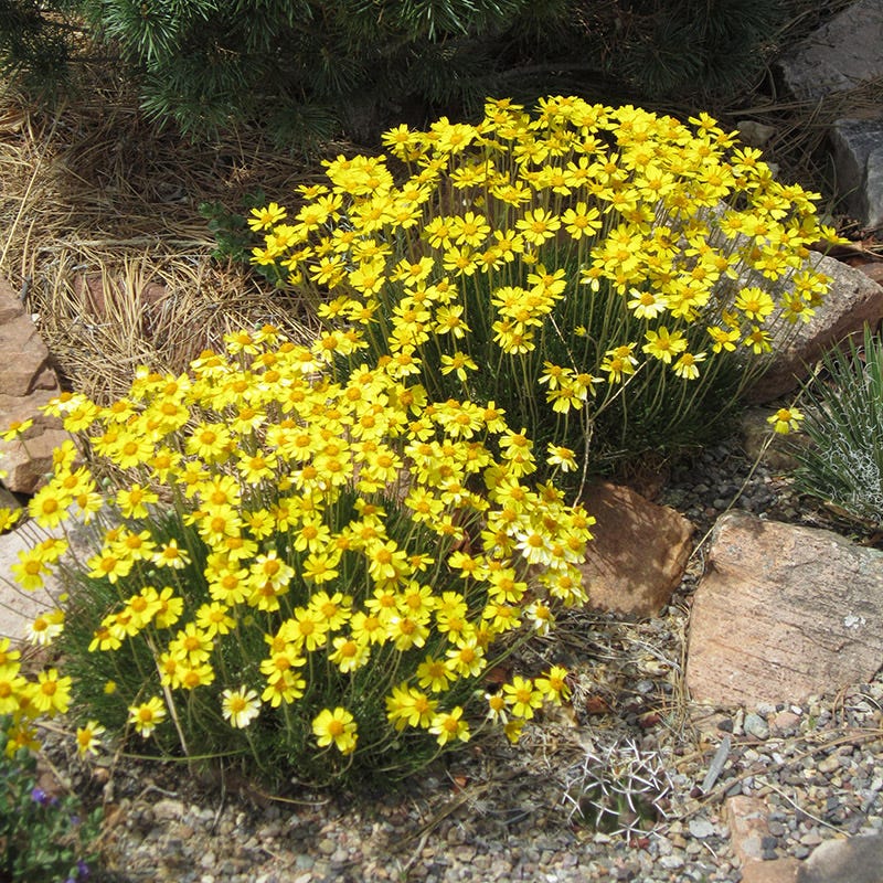 David's Dependable Desert Plant Collection