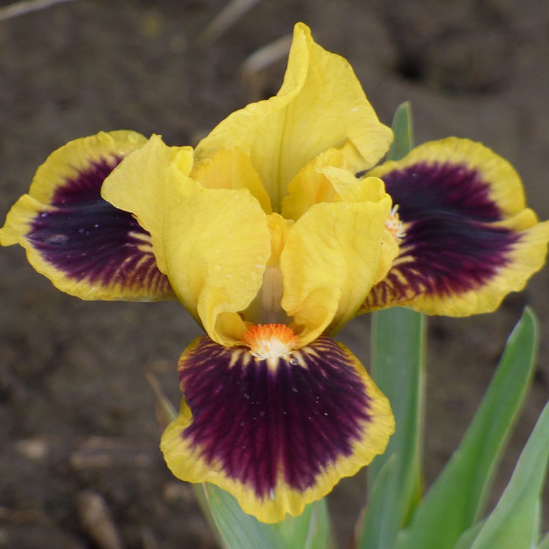 Thunderegg Dwarf Bearded Iris