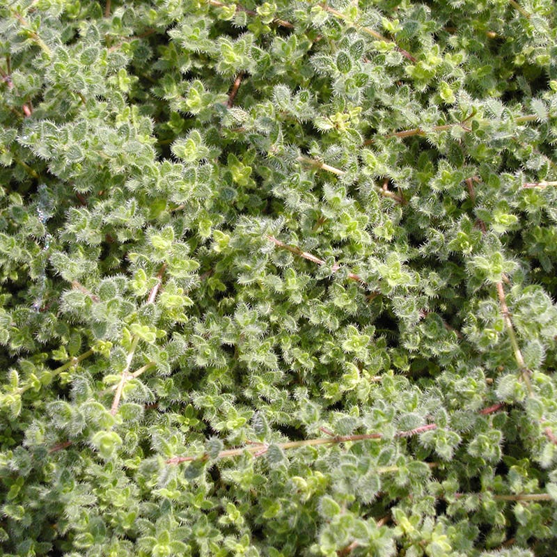 Woolly Thyme