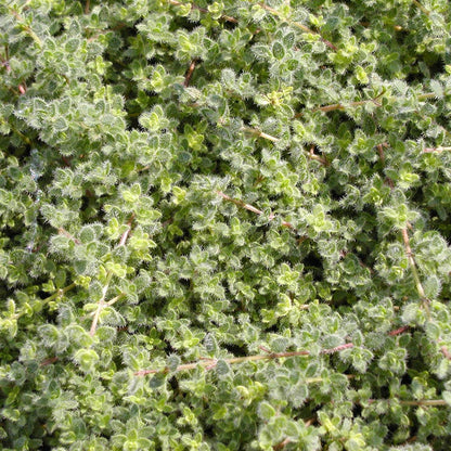 Woolly Thyme