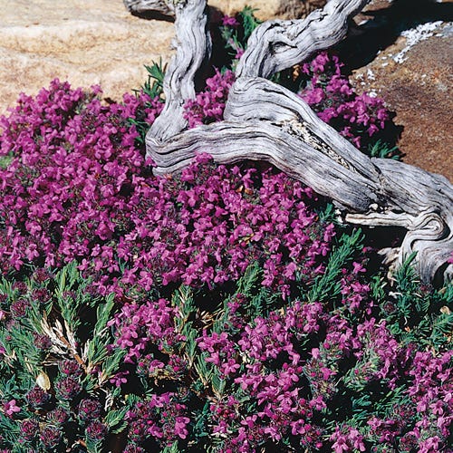 Juniper Leaf Thyme