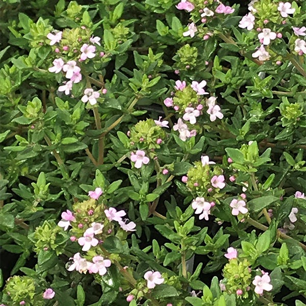 Fredo Garden Thyme