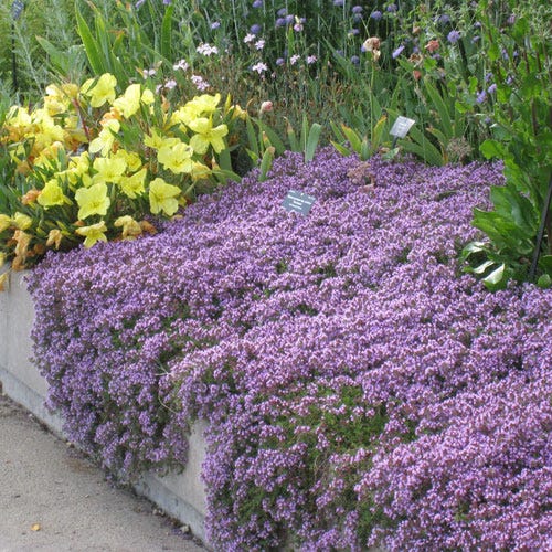 Pink Creeping Thyme