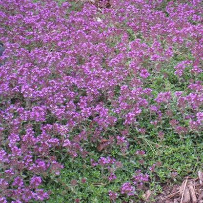 Red Mother-of-Thyme