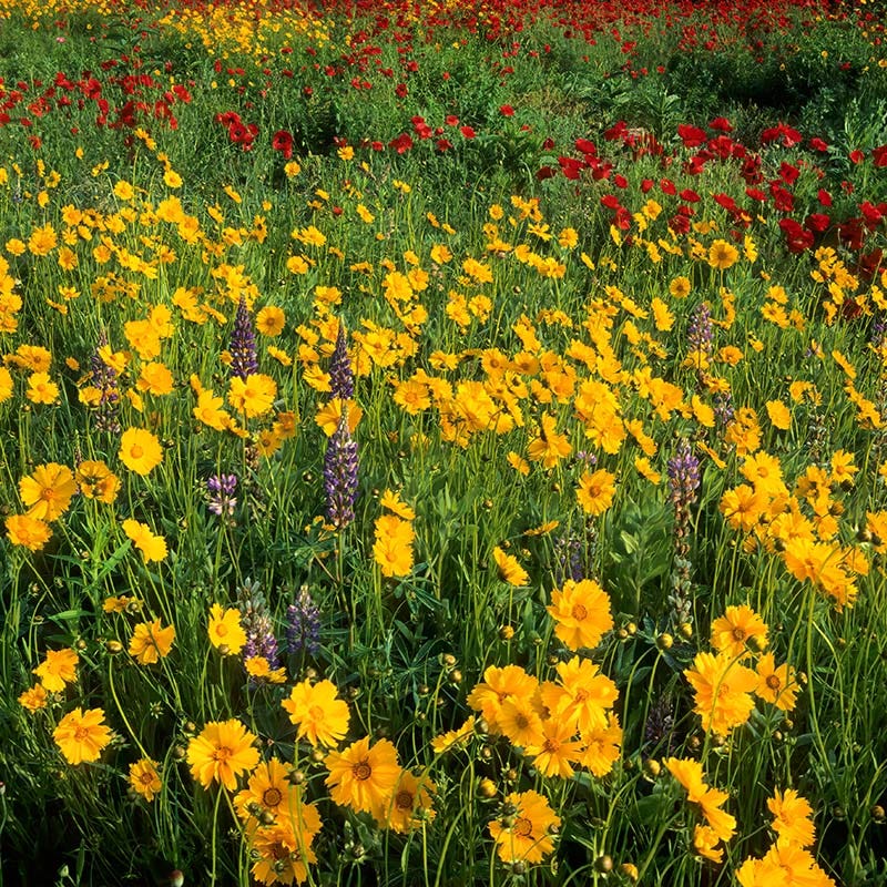 Deer Resistant Wildflower Seed Mix