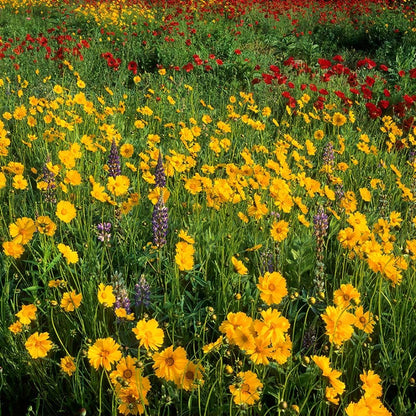 Deer Resistant Wildflower Seed Mix