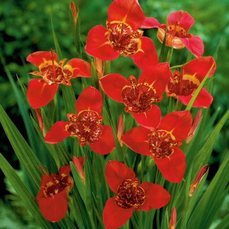 Rioja Spanish Red Bulb Collection