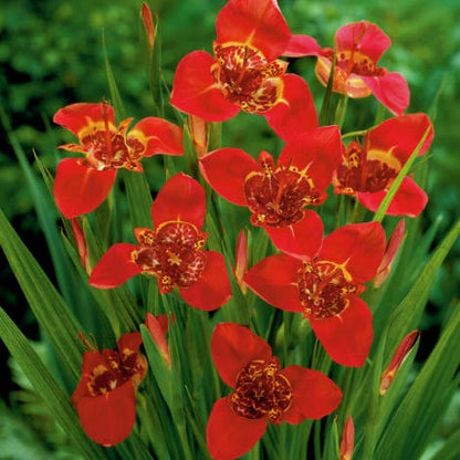 Rioja Spanish Red Bulb Collection