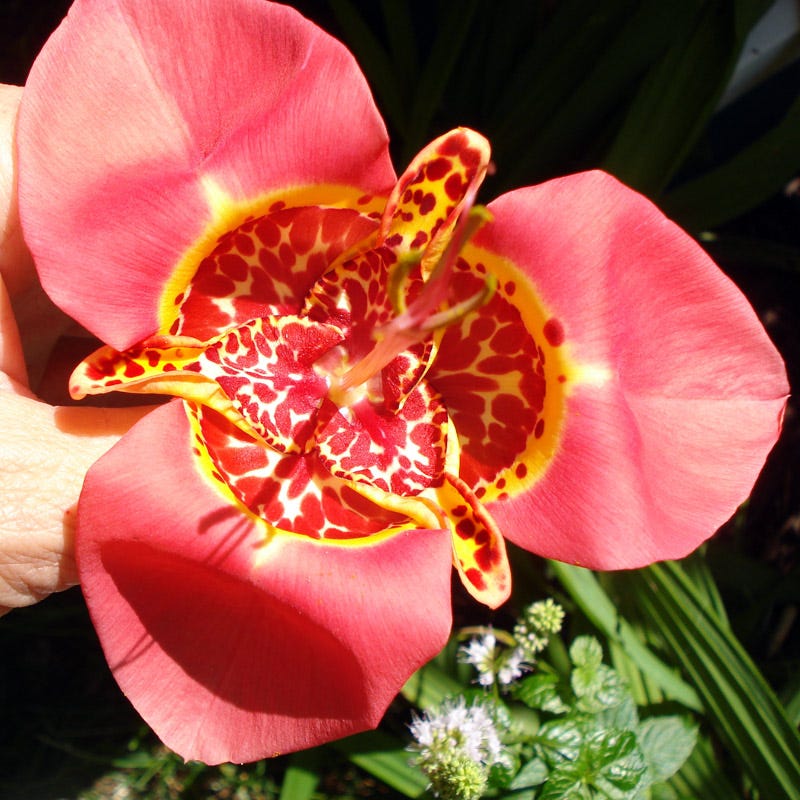 mexican tiger lily Tigridia Bulbs, Tiger Flower Bulb Mix, Mexican Shellflower Mix
